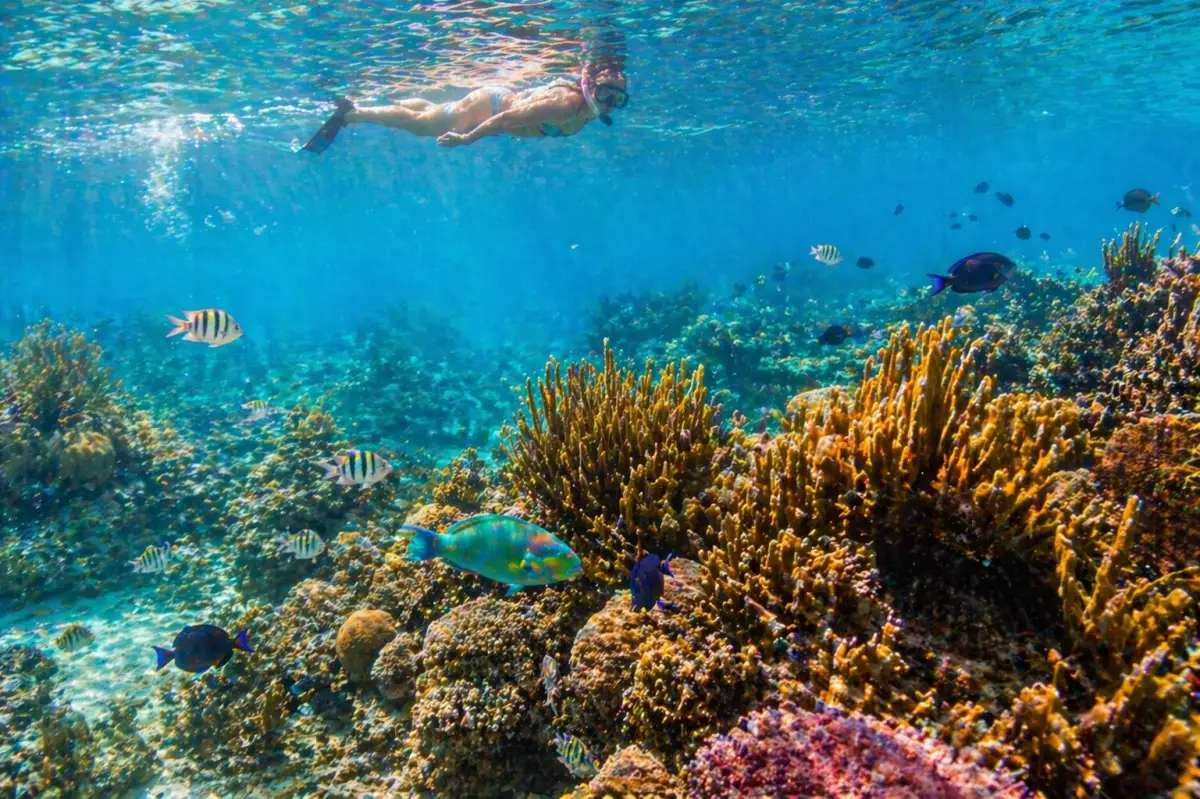 Snorkel en el Mar Caribe cerca de Tulum, México — arrecife de coral colorido